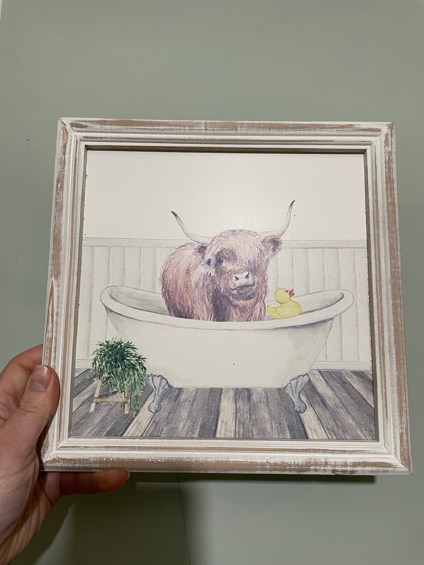 Beautiful highland cow picture