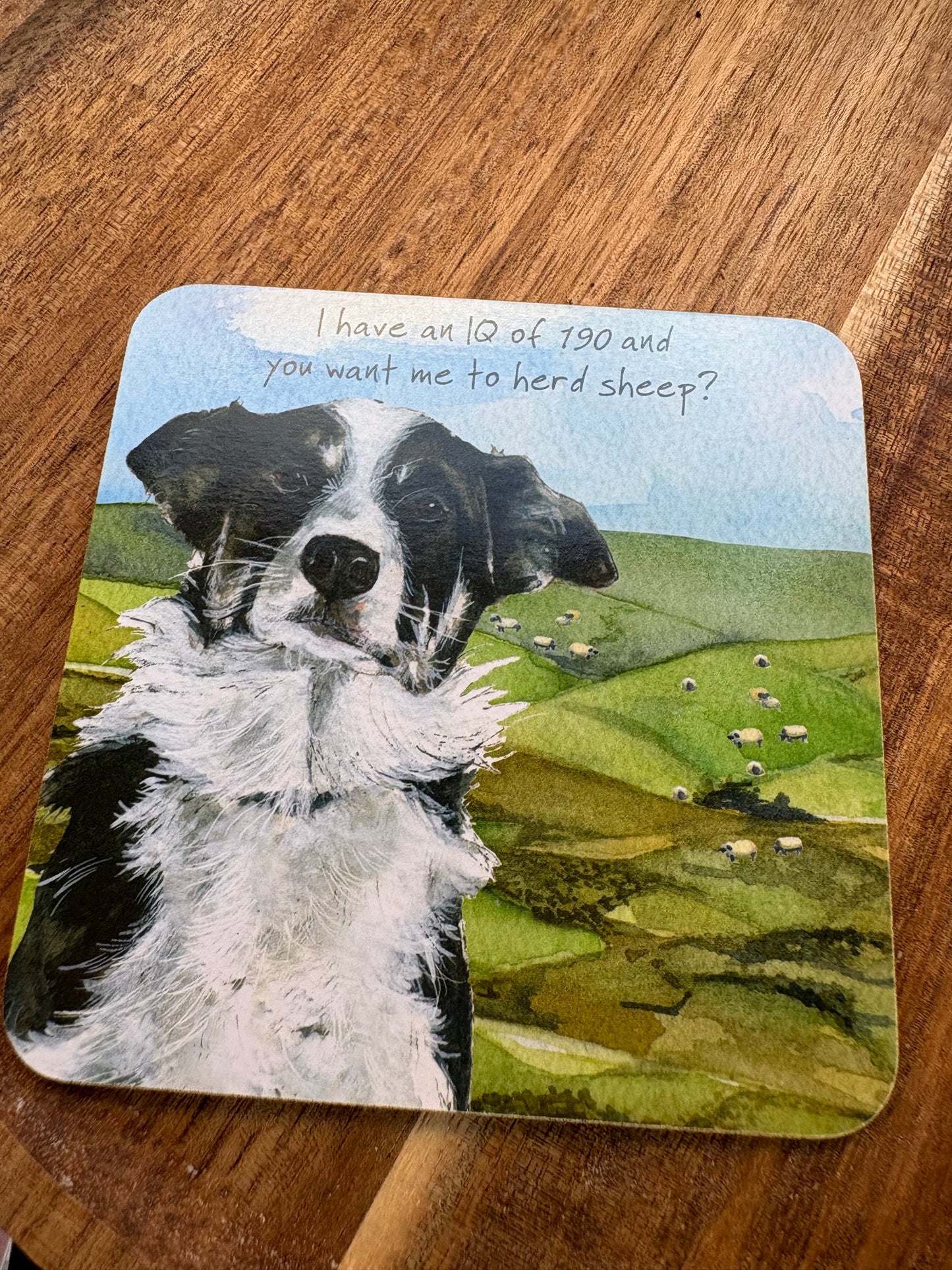 Border collie sheep coaster